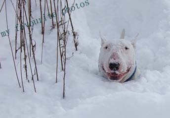 Бультерьер в снегу Бультерьер в снегу
