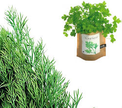 dill-and-parsley dill-and-parsley