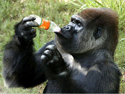 drinking-monkey Monkey