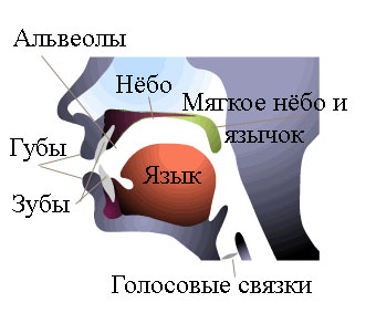 organs-of-speech Активные органы речи