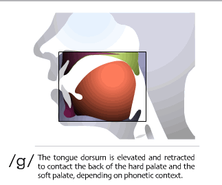 sound-g_1 Положение языка при произнесении g