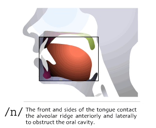sound-n_1 Положение языка при произнесении n