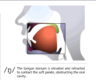 sound-ng_1 Положение языка при произнесении ng